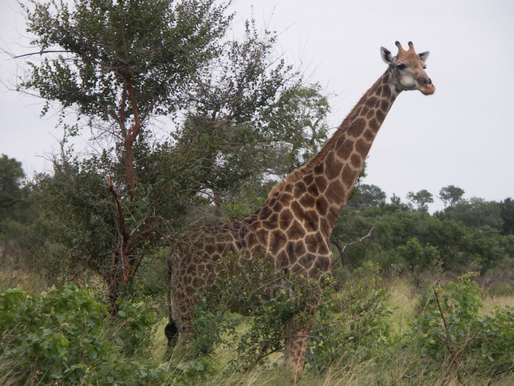 giraffe